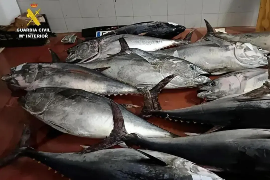 Algunas de las piezas de at&uacute;n rojo almacenado en Tarifa