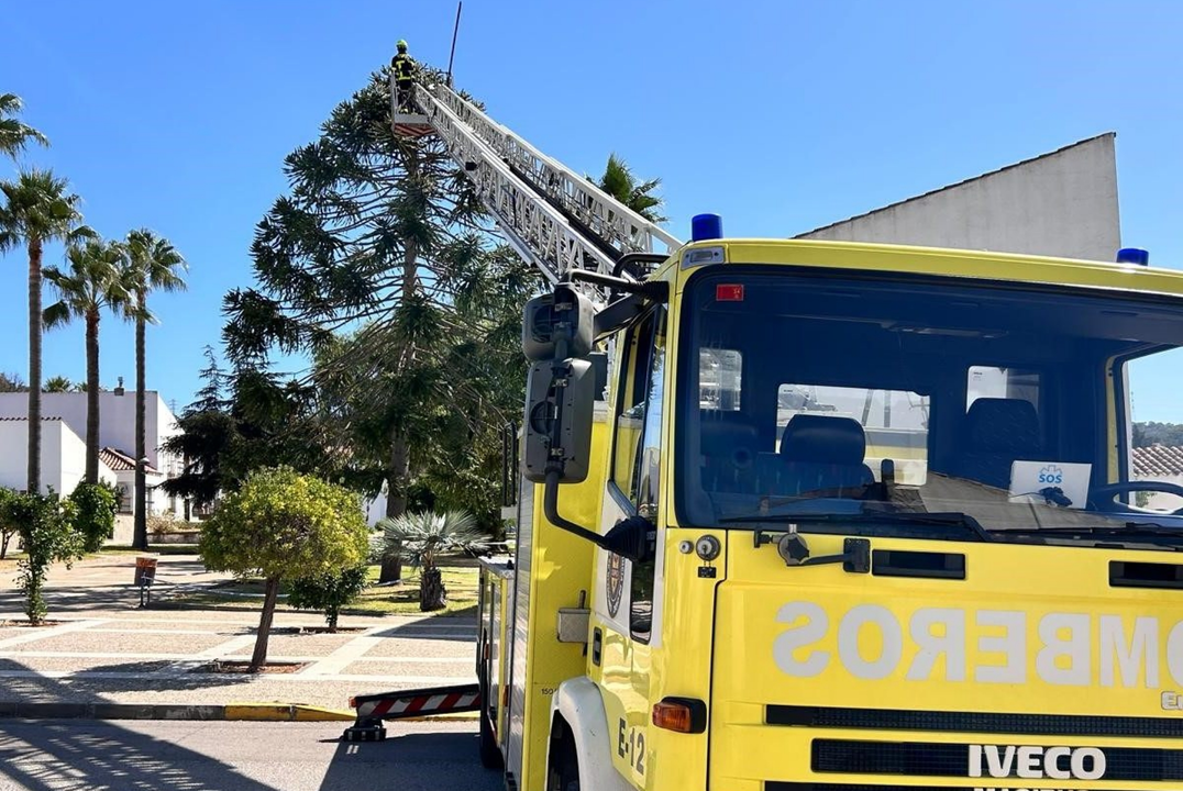 Bomberos proceden a la retirada de piñas. FOTO: Ayuntamiento de Castellar.