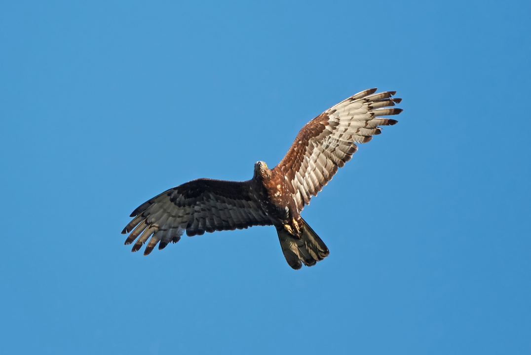 Alguno de los cientos de miles de aves que cruzan en esta &eacute;poca el Estrecho rumbo a &Aacute;frica