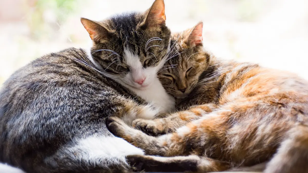 Los gatos contarán con una especial atención durante el próximo año en la ciudad de La Línea