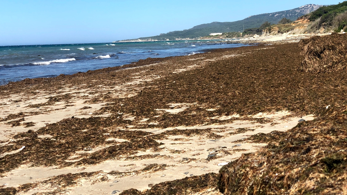 La estampa habitual de la costa de Tarifa, invadida por la Rugulopterix okamurae