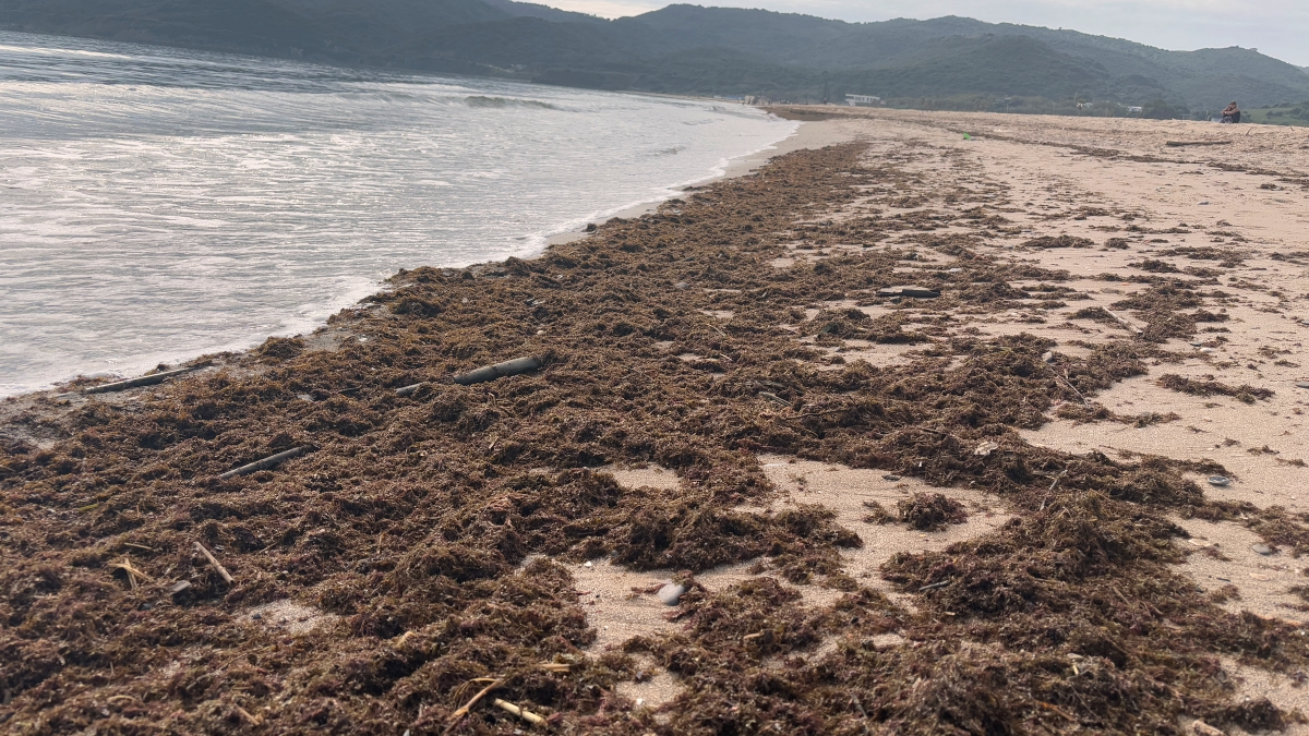 La orilla de Getares el pasado fin de semana, una manta del alga invasora2
