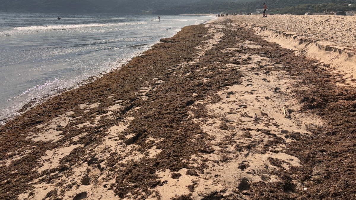 La orilla de Getares el pasado fin de semana, una manta del alga invasora10