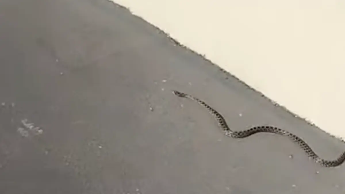 Imagen de la serpiente tomada del vídeo grabado por un vecino de Sotorebolo