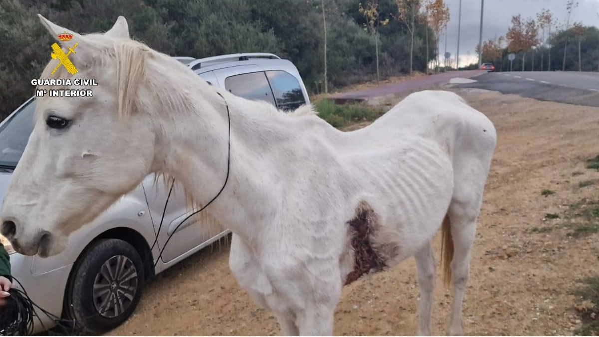 Uno de los animales localizados visiblemente afectado por el descuidado de su propietario