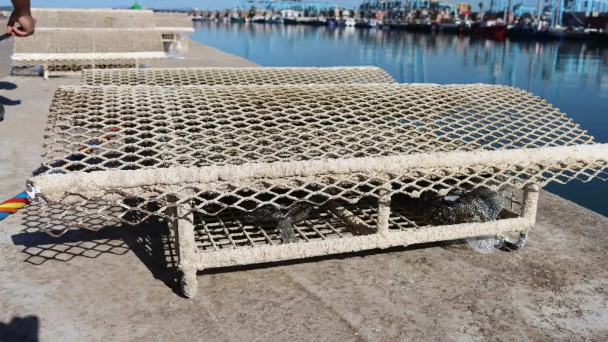 Microarrecifes instalados en el Lago marítimo (1)