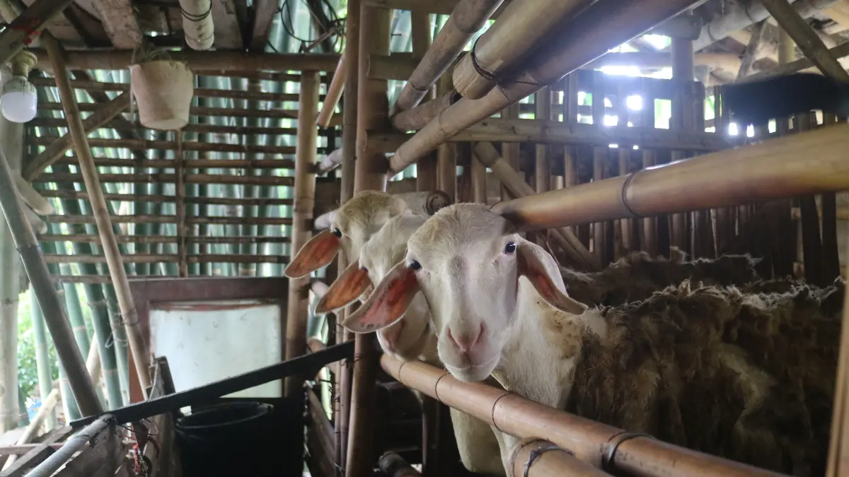 El precio de la carne roja se ha disparo en Marruecos