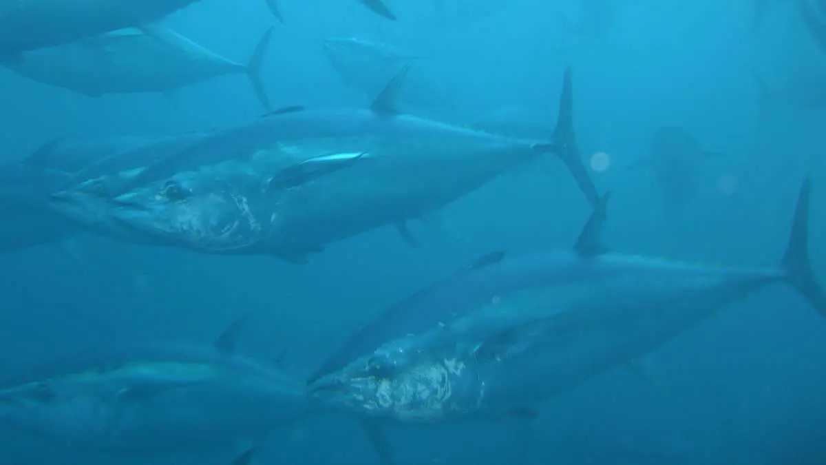 Ya se conocen las cuotas de pesca de atún rojo