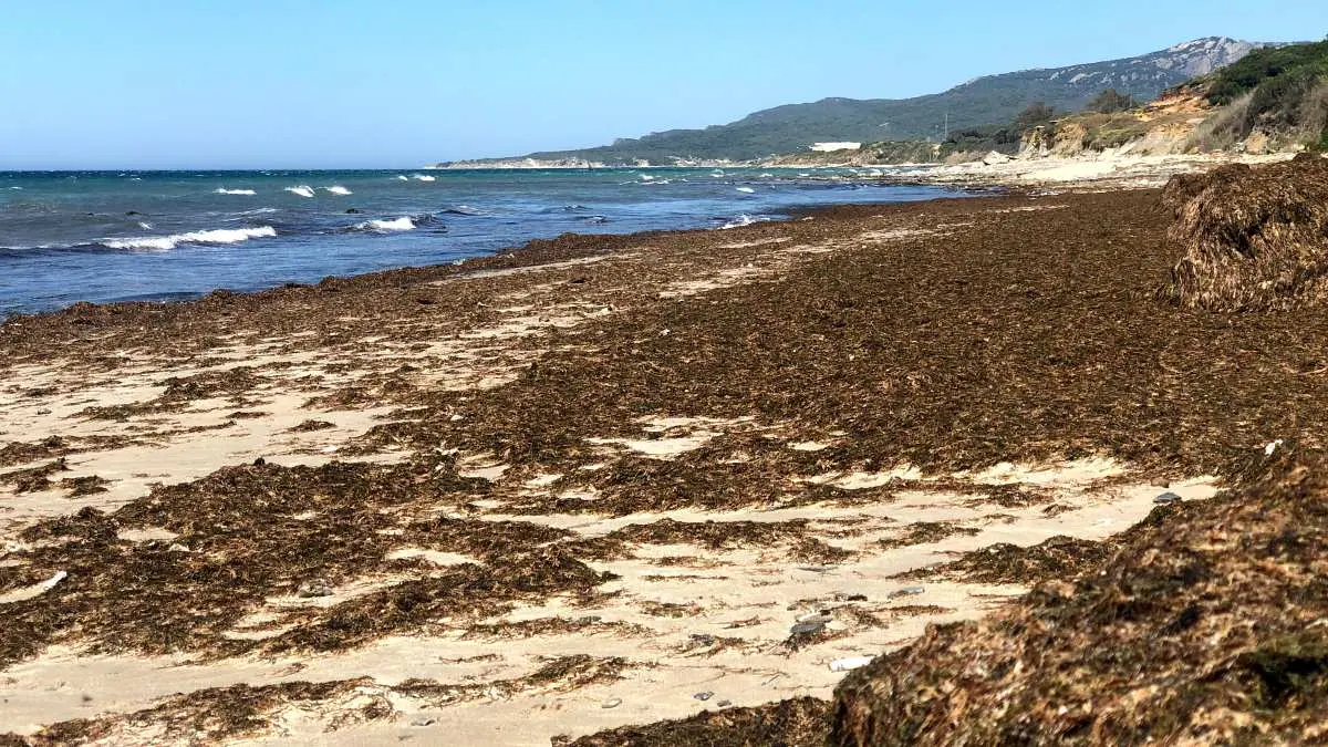 El terrible daño ecológico que se ve de las algas en la costa de Tarifa, aunque en el mar es peor por su invasión