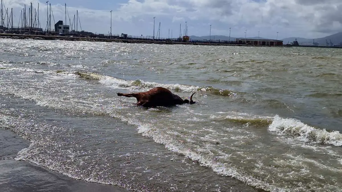 Animal aparecido en aguas de la playa de Poniente