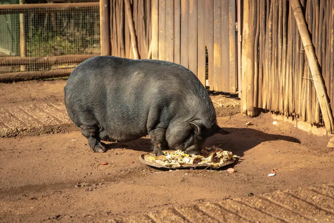 Cerdo vietnamita. FOTO - PACMA