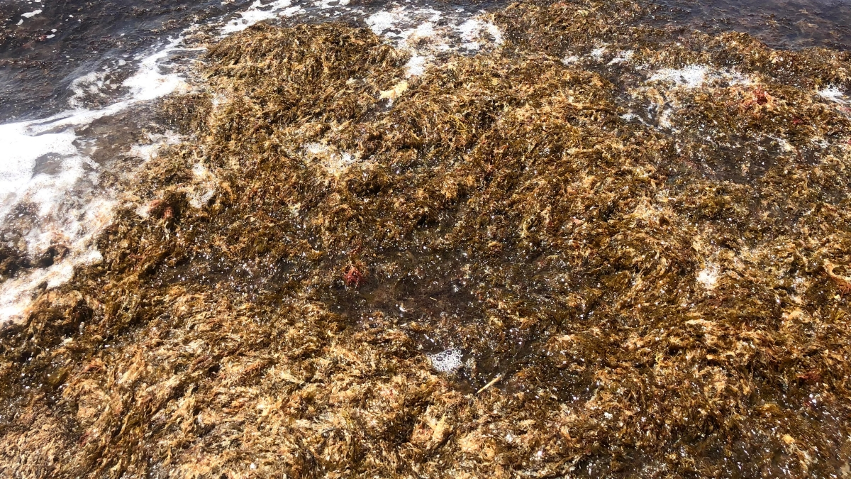 La Rugulopterix sigue causando un daño terrible a las costas de la comarca