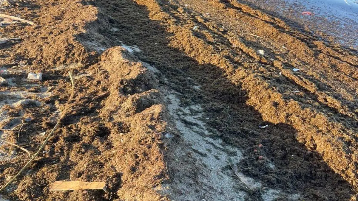 Acumulación de algas en la playa de Poniente