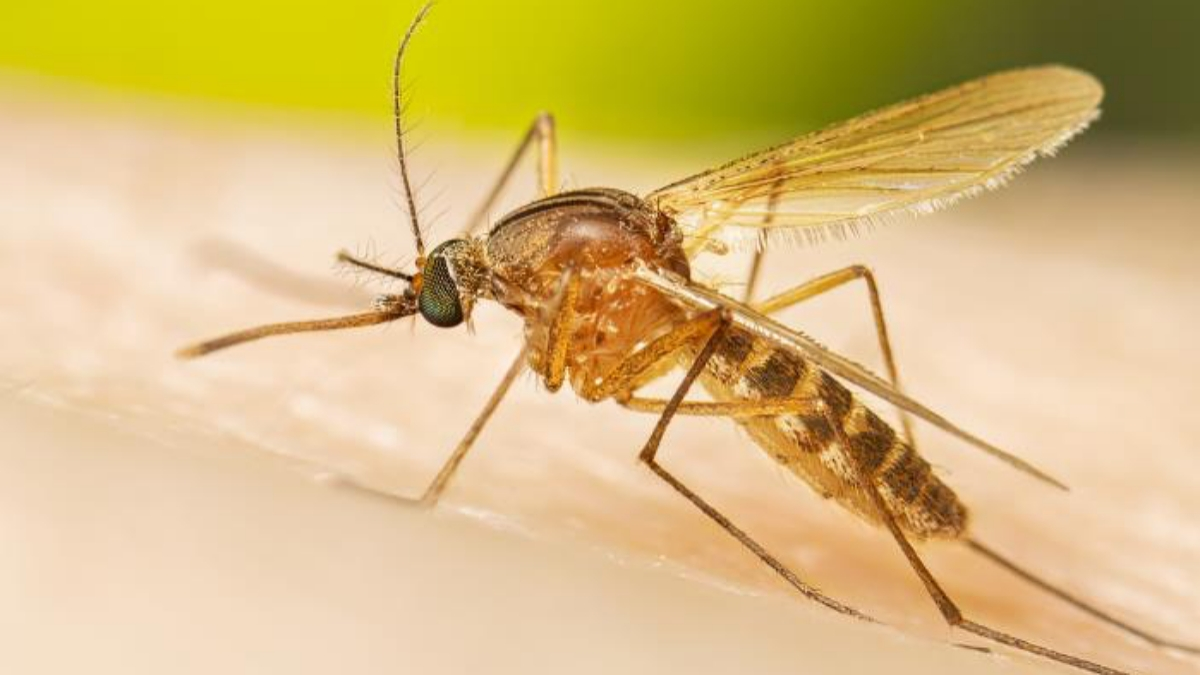 Virus del Nilo Occidental