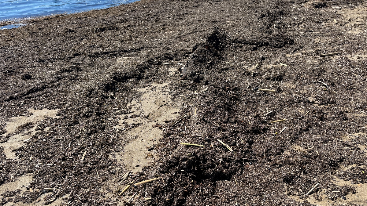 Las algas asiáticas siguen haciendo estragos en el litoral de la comarca