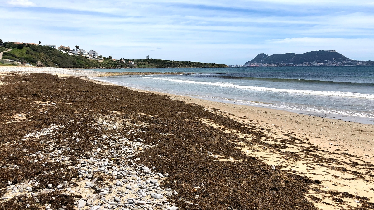 Algas en la playa algecireña de Getares 