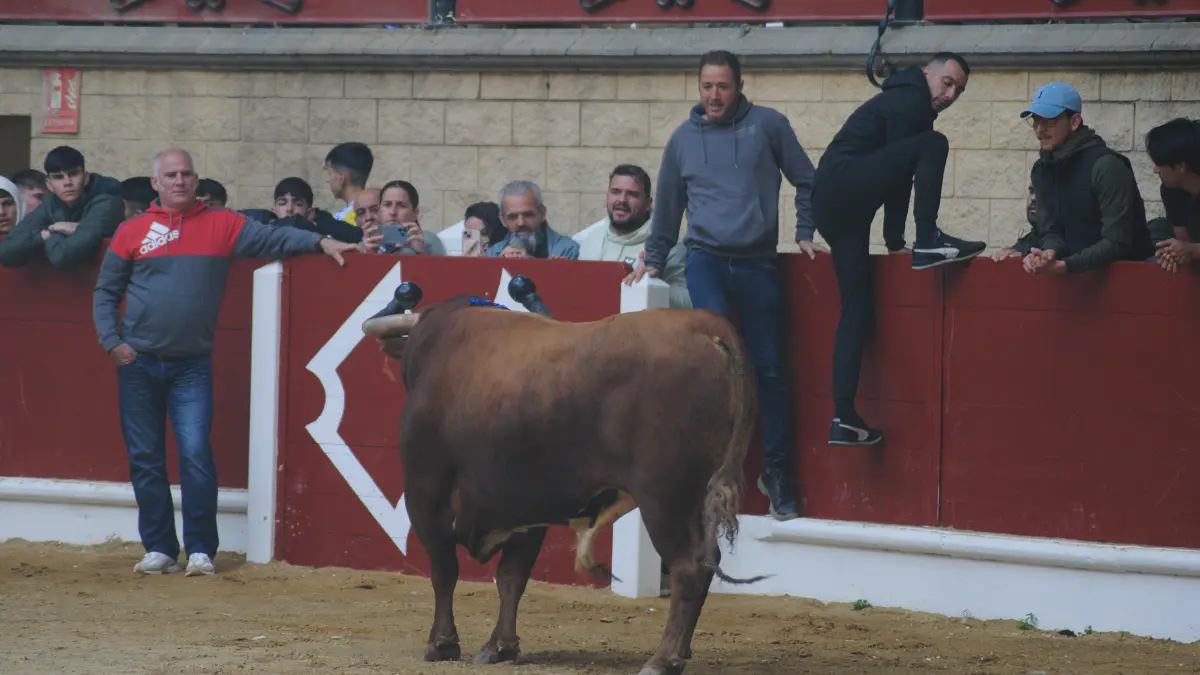 Toro Embolao domingo 2
