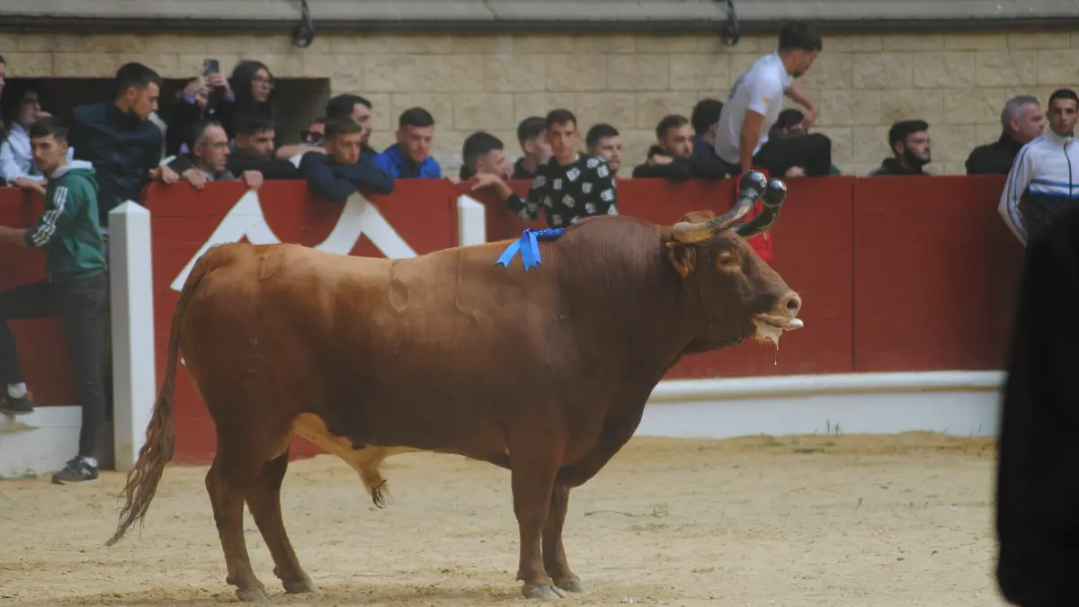 Toro Embolao domingo 7