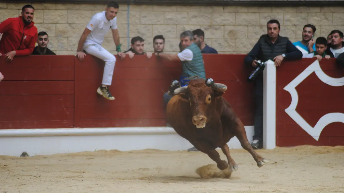 Toro Embolao domingo 15