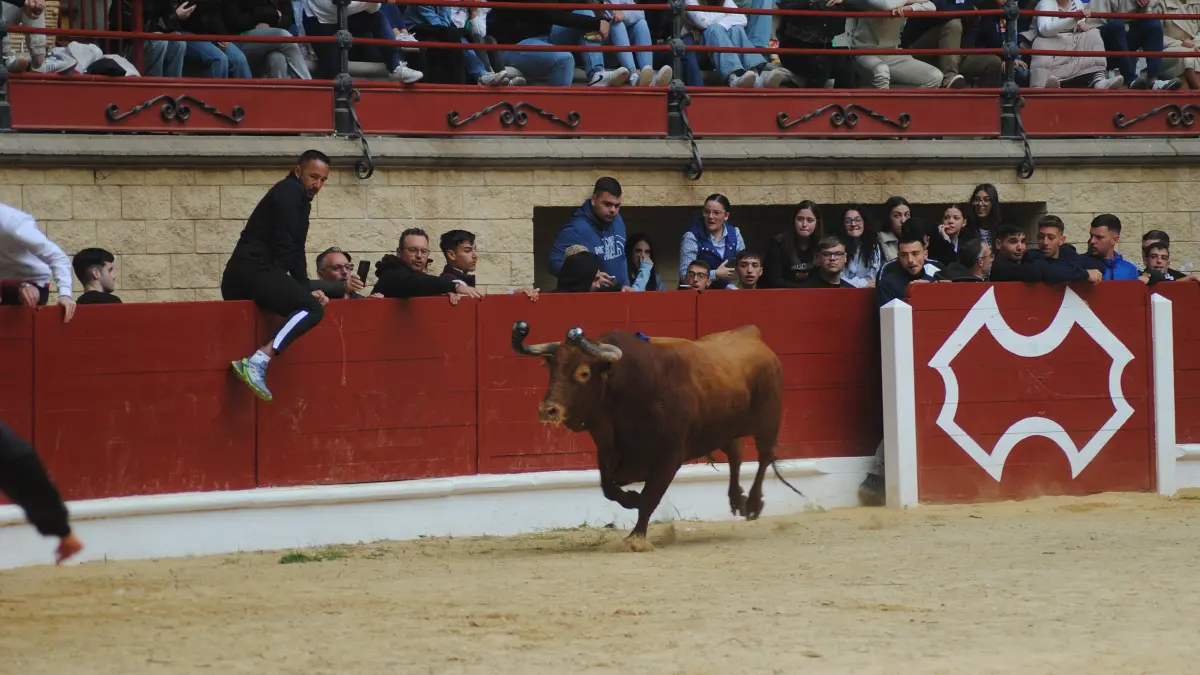 Toro Embolao domingo 16