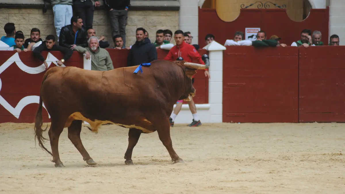 Toro Embolao domingo 22