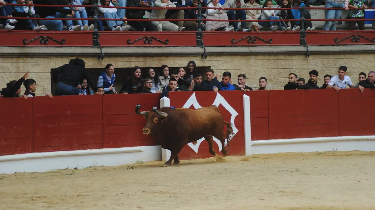 Toro Embolao domingo 24