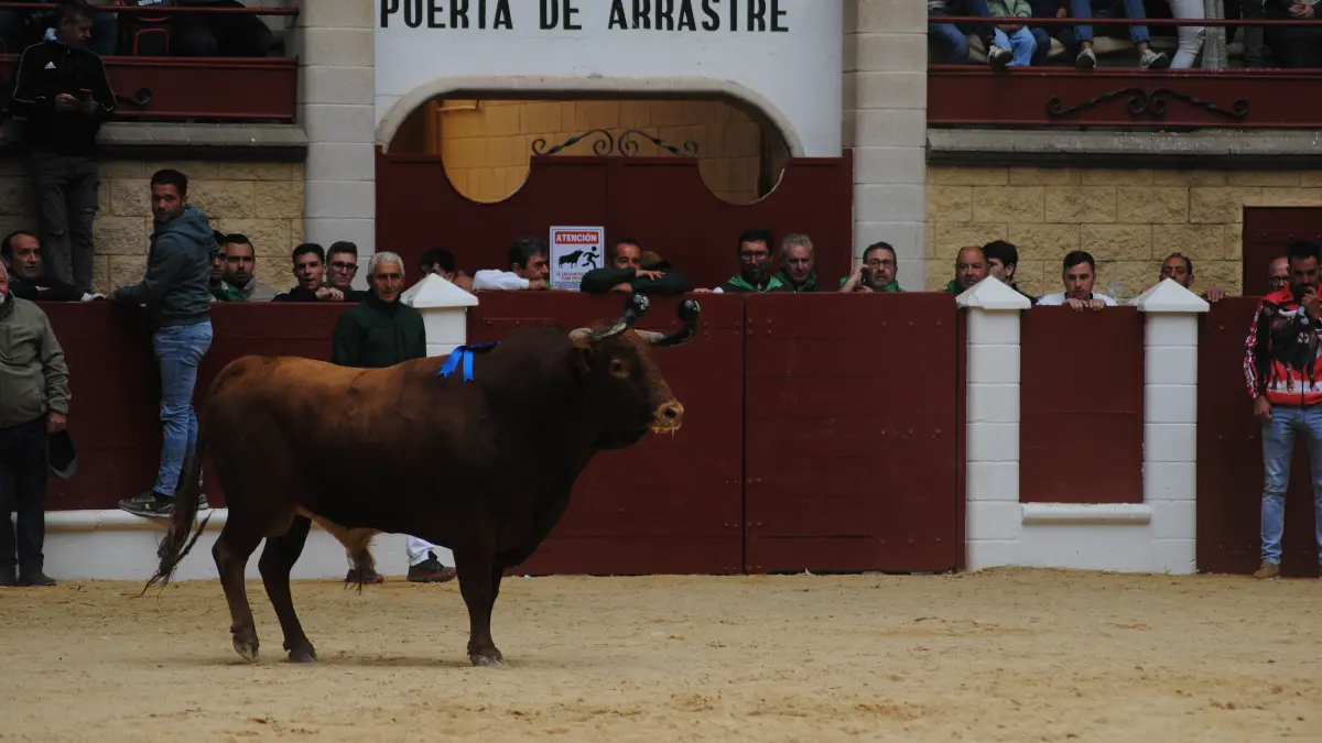 Toro Embolao domingo 25