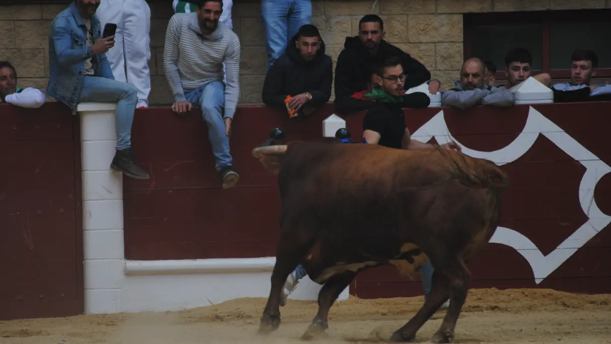 Toro Embolao domingo 29