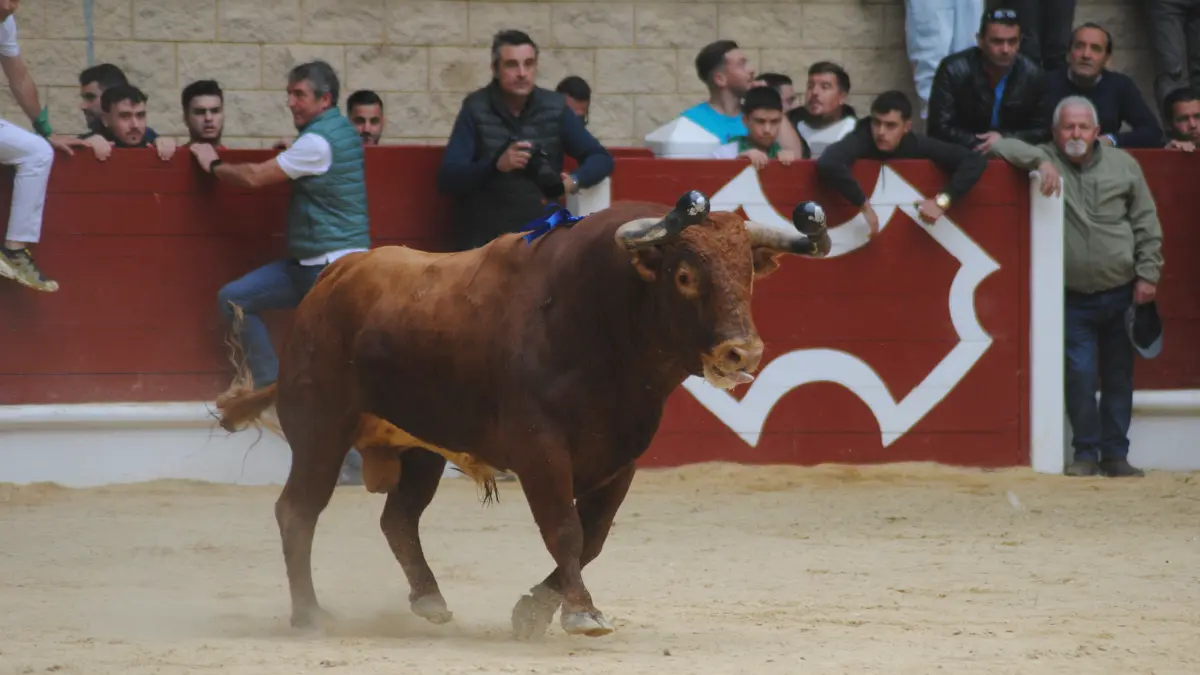 Toro Embolao domingo 43