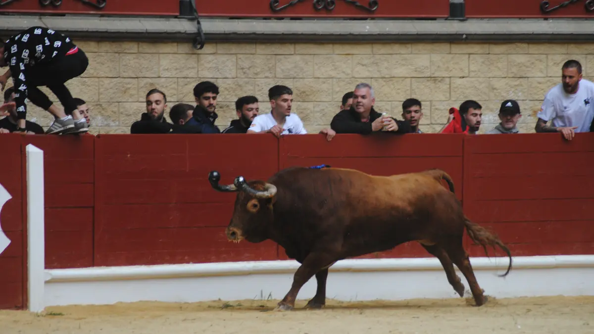 Toro Embolao domingo 44