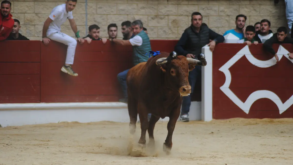 Toro Embolao domingo 49