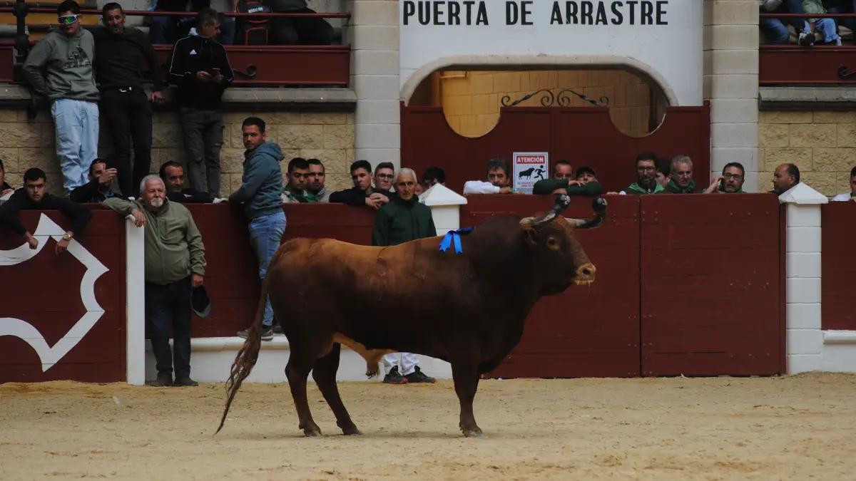 Toro Embolao domingo 50