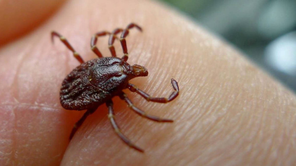 Una de las garrapatas que puede provocar la enfermedad de Lyme 