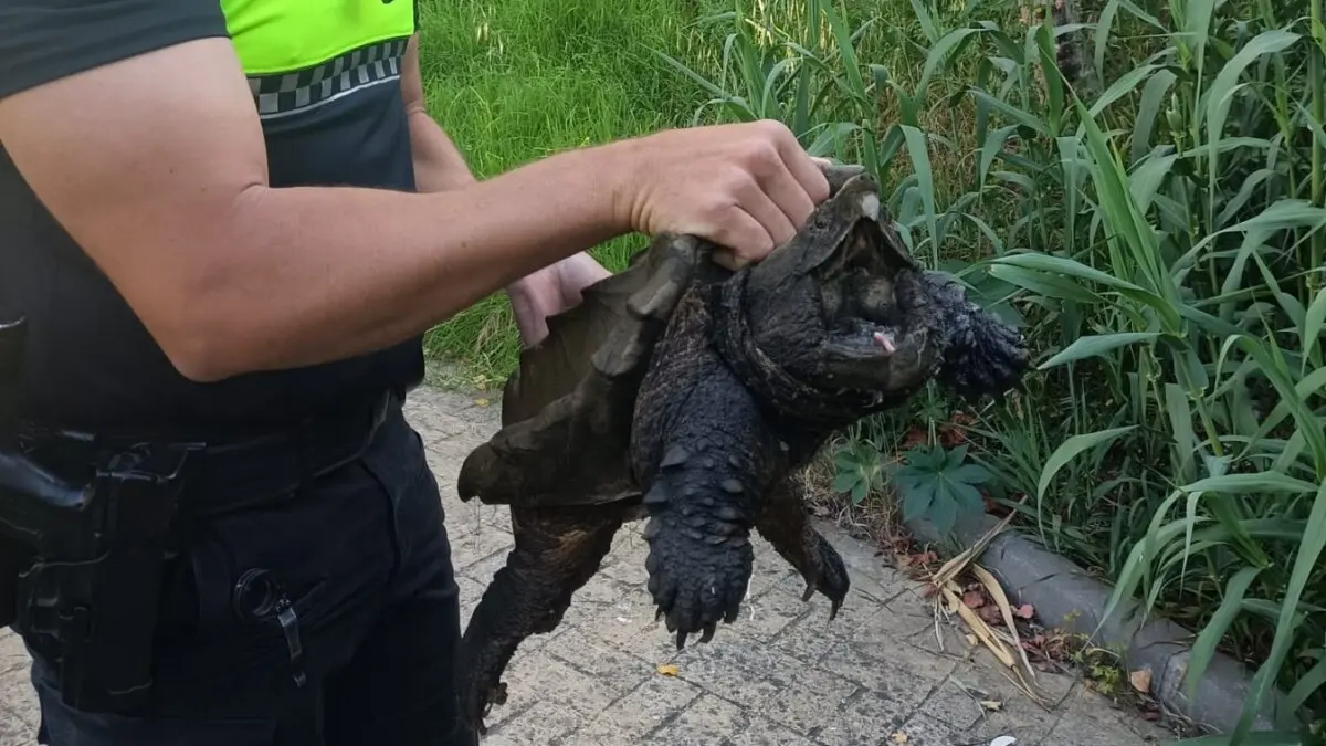 Ejemplar que ha sido trasladado desde Algeciras a Castellar 