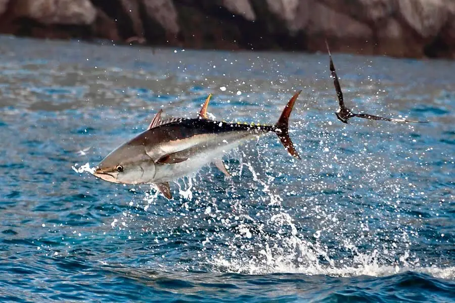 Los amantes de la pesca del at&uacute;n ya pueden disfrutar de la nueva temporada