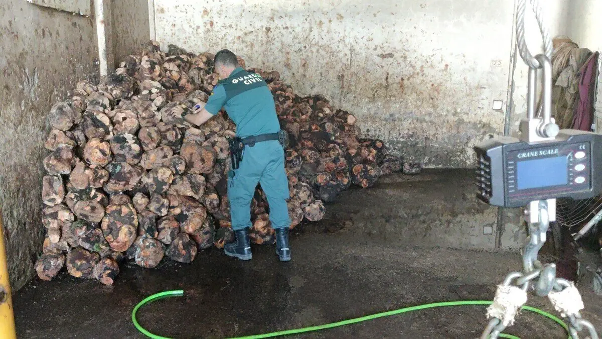 Incautaci&oacute;n del SEPRONA en Jimena de la Frontera