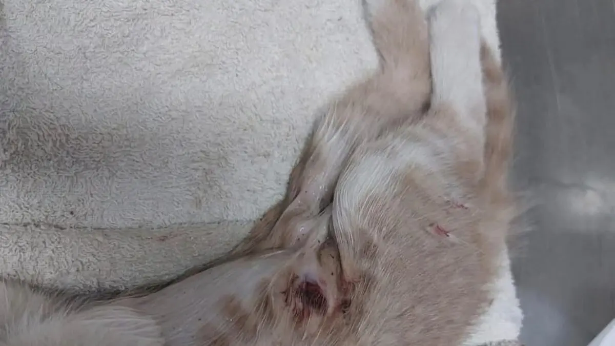 Herida mortal de uno de los gatos