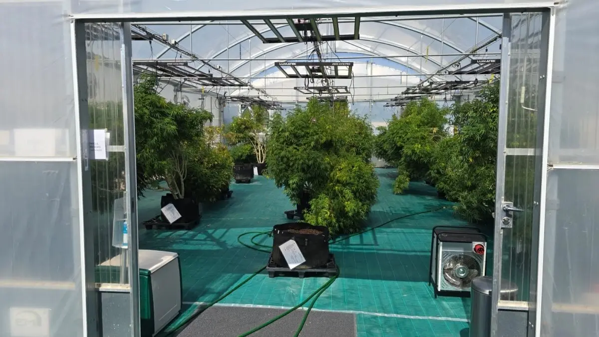 Una de las plantas en las que ha actuado la Policía de Portugal