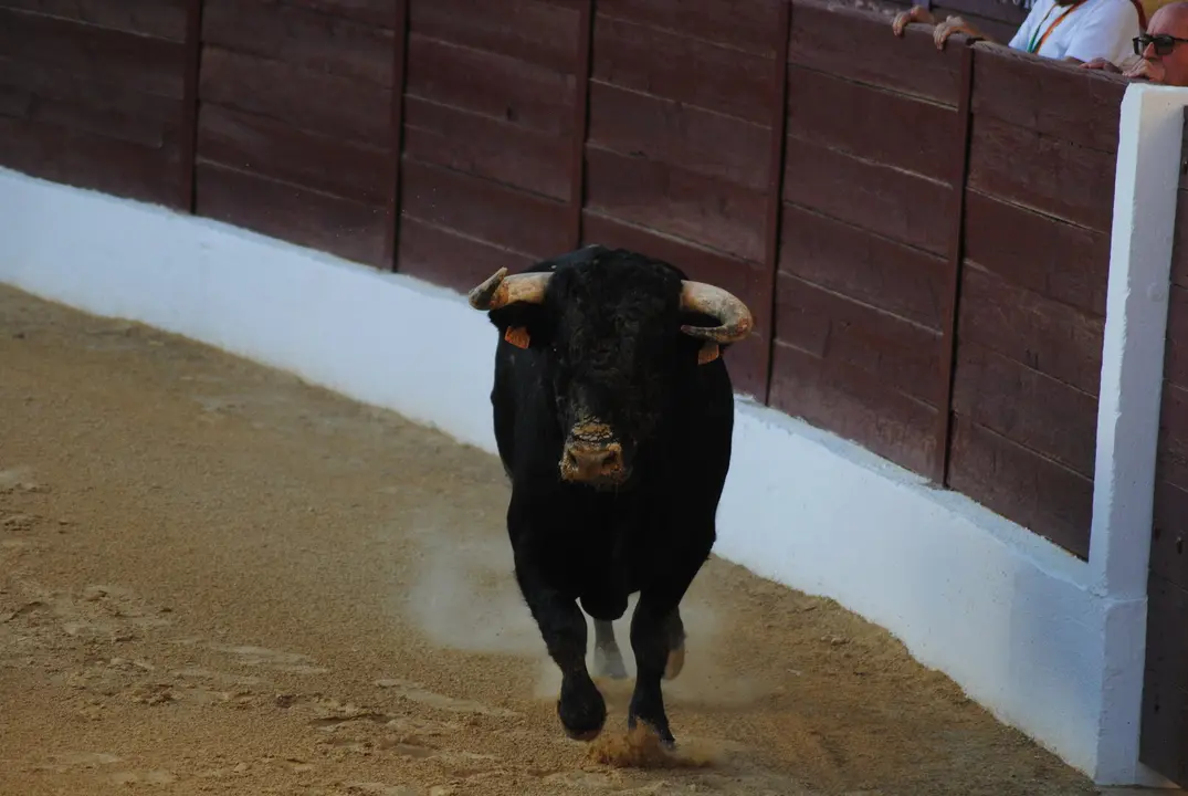 Toros en La Línea16