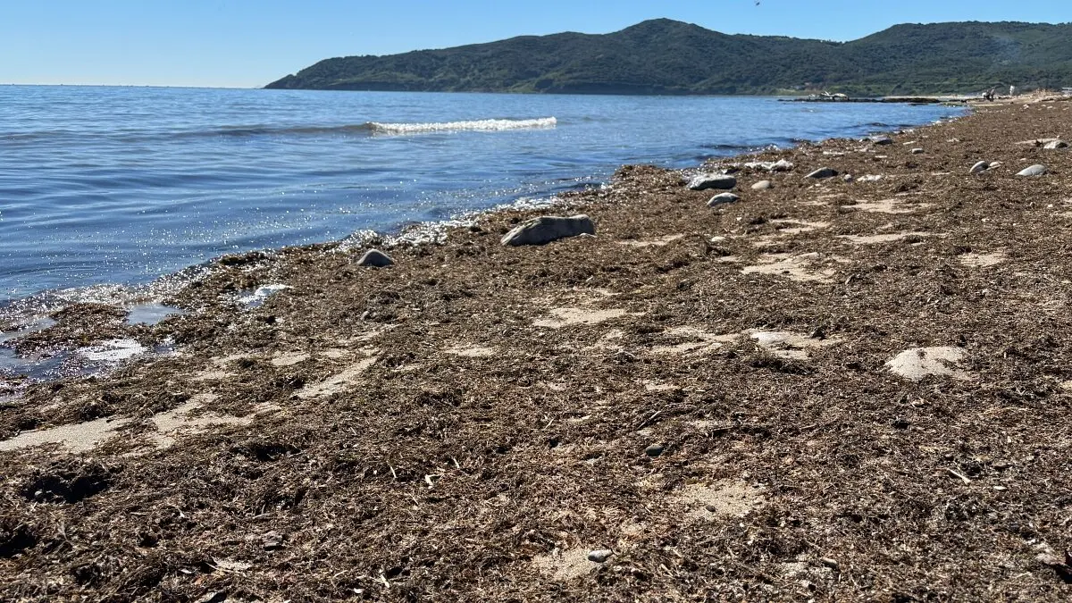 El alga invasora, en la playa algecireña de Getares 