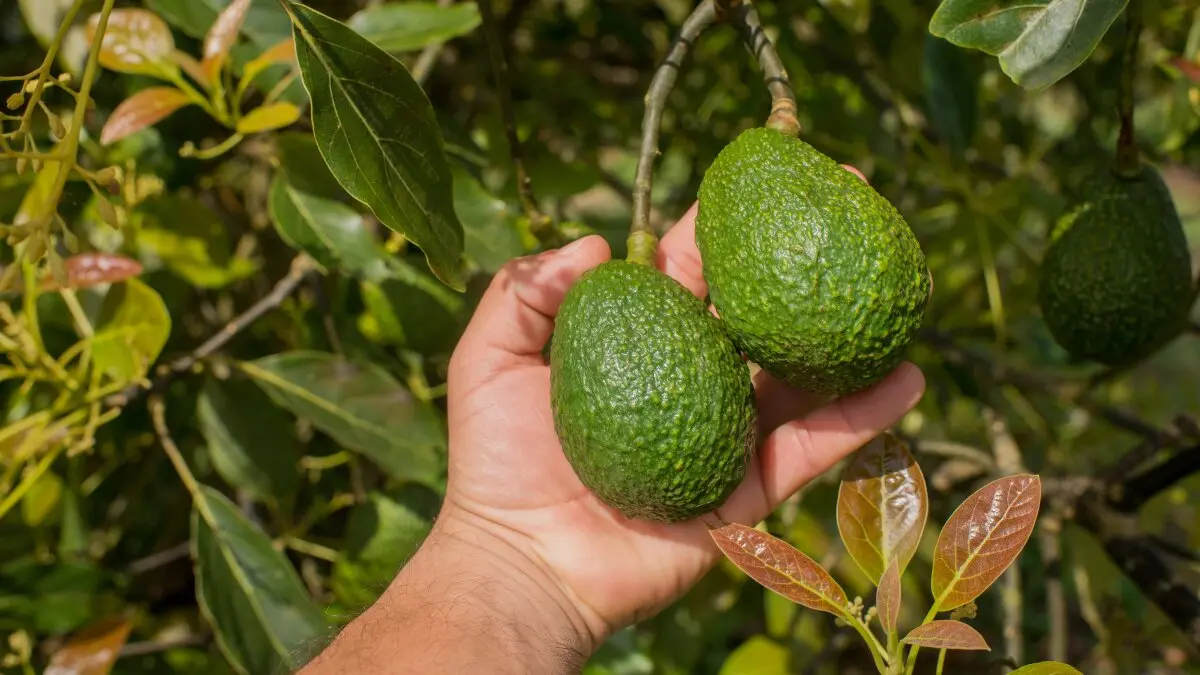 Verdemar pide a la Junta que frene la expansi&oacute;n de frutos tropicales en secano como el aguacate