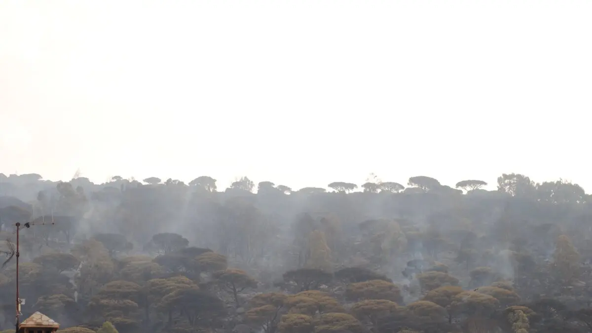 Incendio de Tarifa 2
