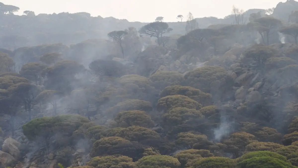 Incendio de Tarifa 3