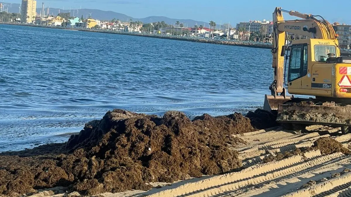 La L&iacute;nea invertir&aacute; 90.000 euros en la retirada de alga invasora