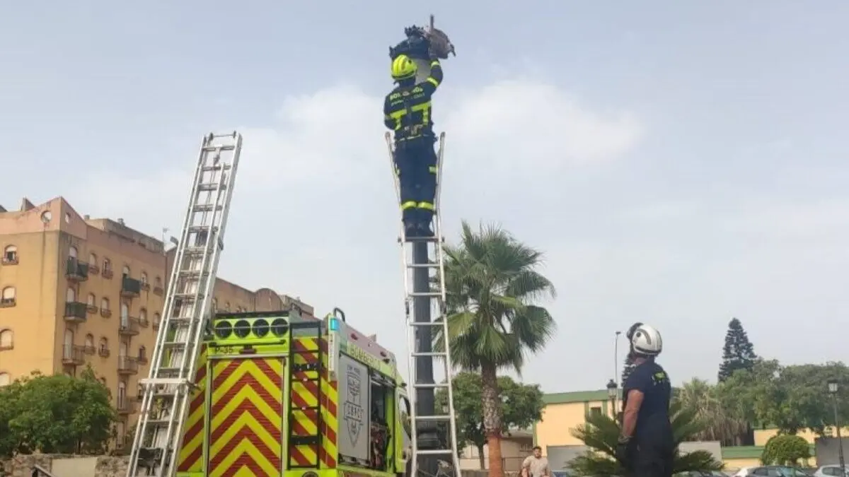 Los bomberos rescatan a una gaviota atrapada en una farola en La L&iacute;nea