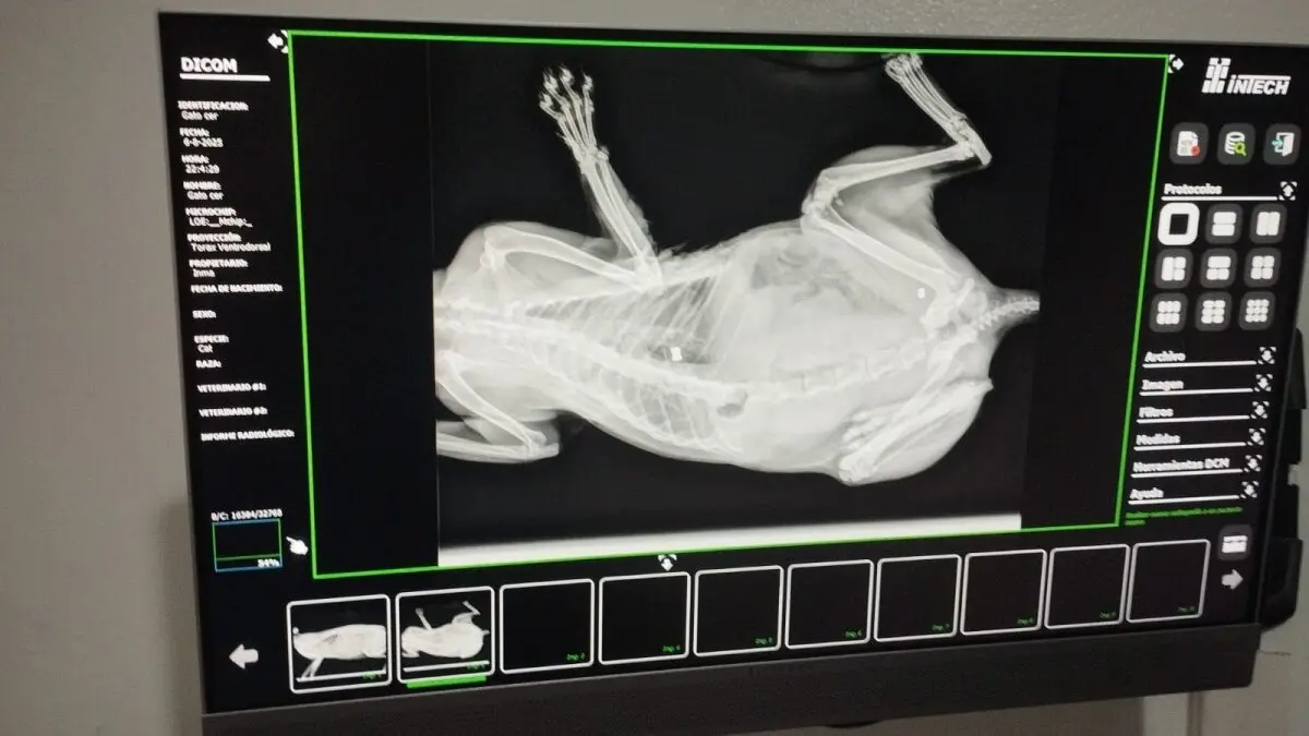 Una prueba rediológica muestra los restos de perdigones en el cuerpo del felino 