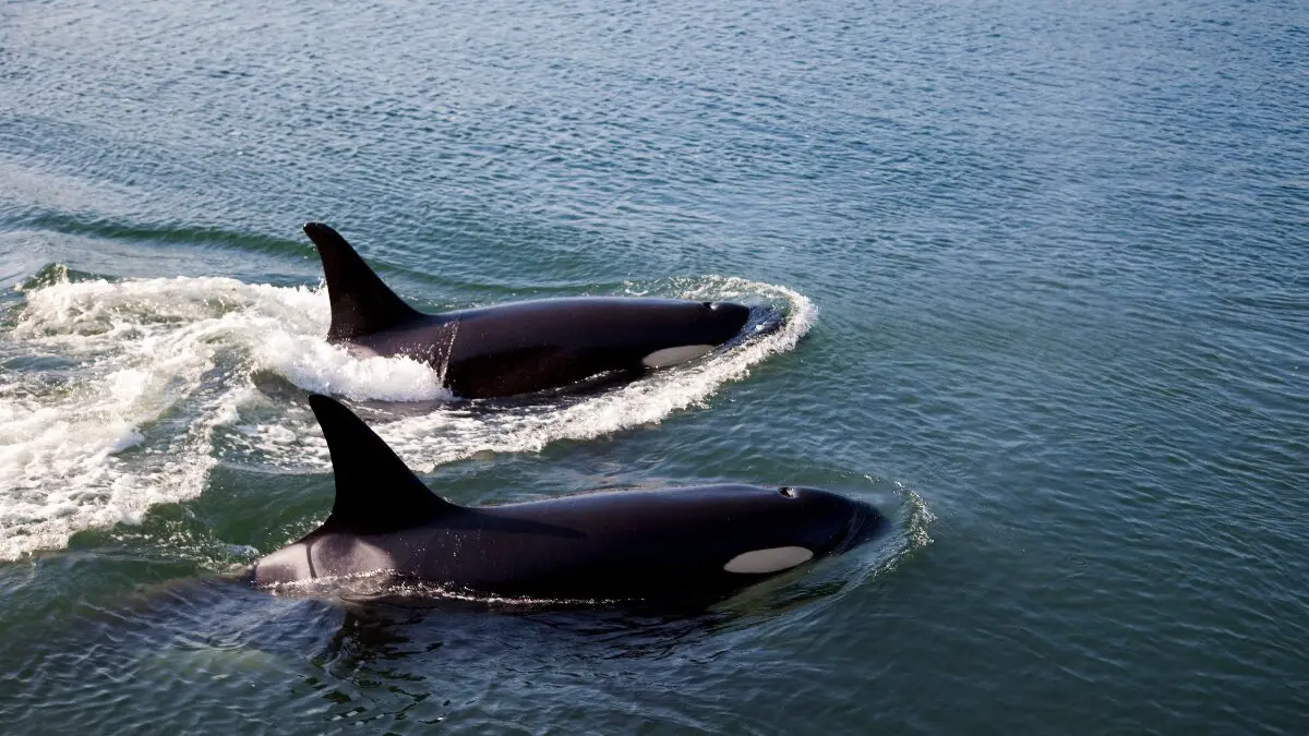 M&aacute;s protecci&oacute;n para las orcas