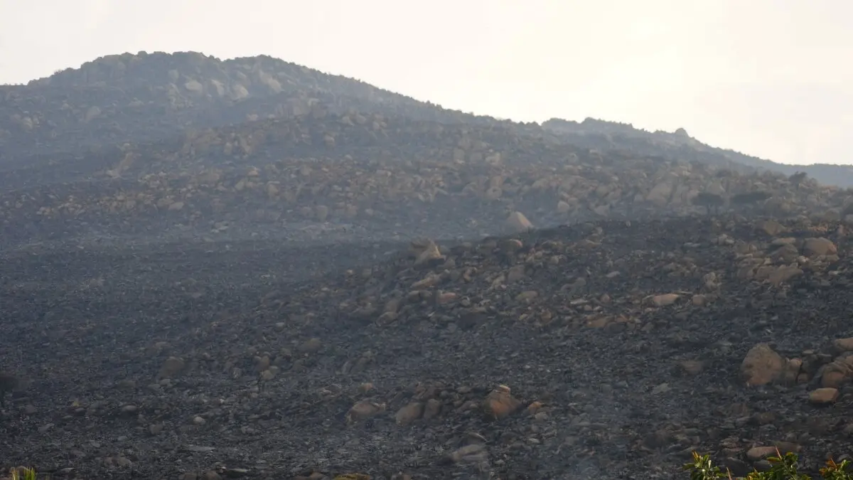 Parte de la zona afectada por el incendio de Tarifa en el paraje de La Peña 