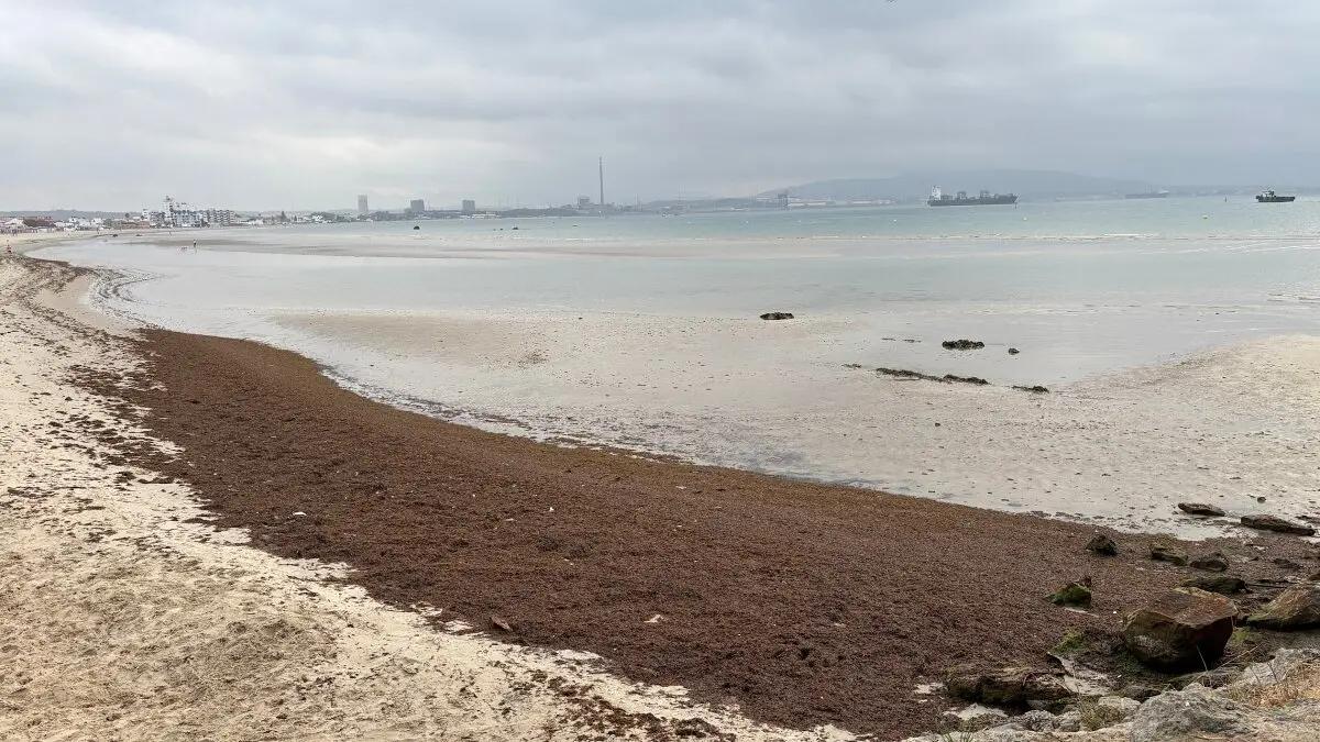 Arribazón de alga asiática en la playa de El Rinconcillo