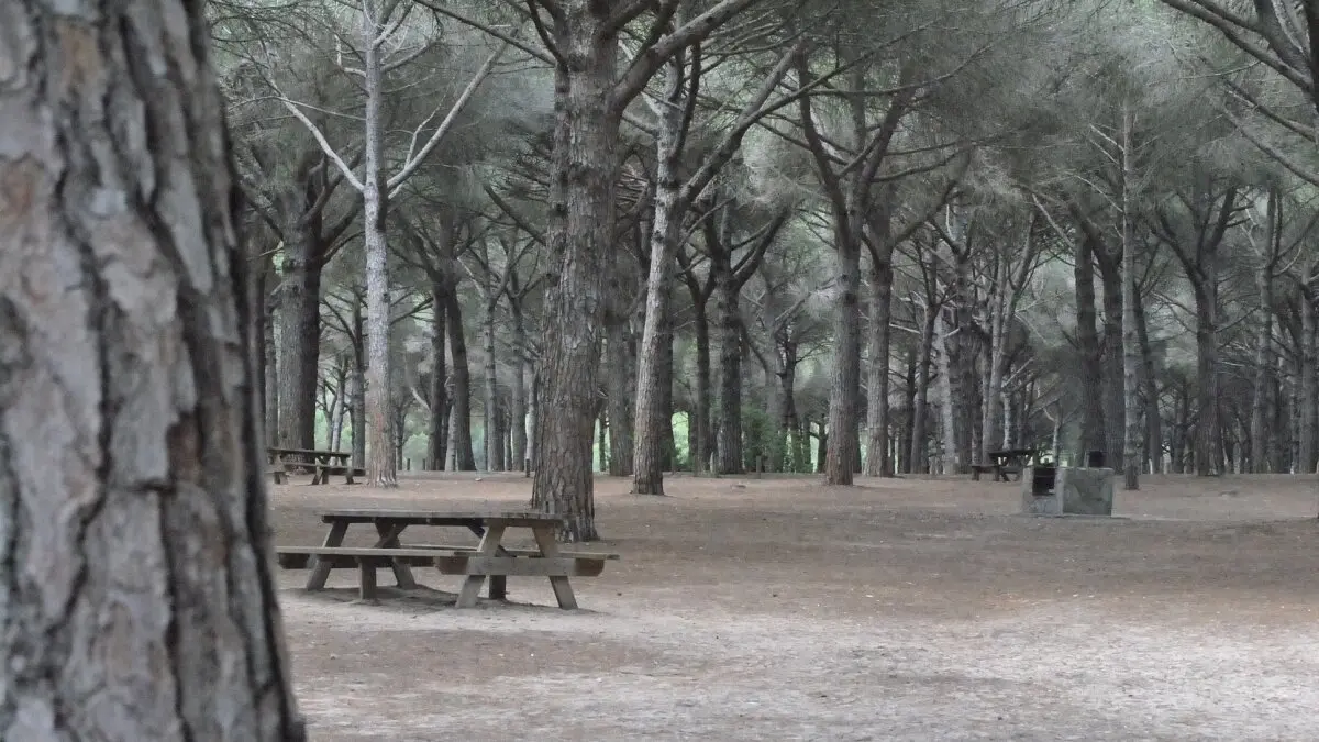 Pinar del Rey, una de las zonas de ocio más visitadas de la comarca